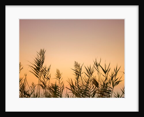 Reeds by Assaf Frank